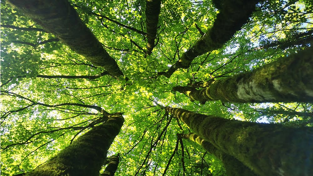 Canopée du Bois de Païolive vue d’en bas Arbres du Bois de Païolive vus du sol, canopée verdoyante, randonnée et balade facile en Ardèche
