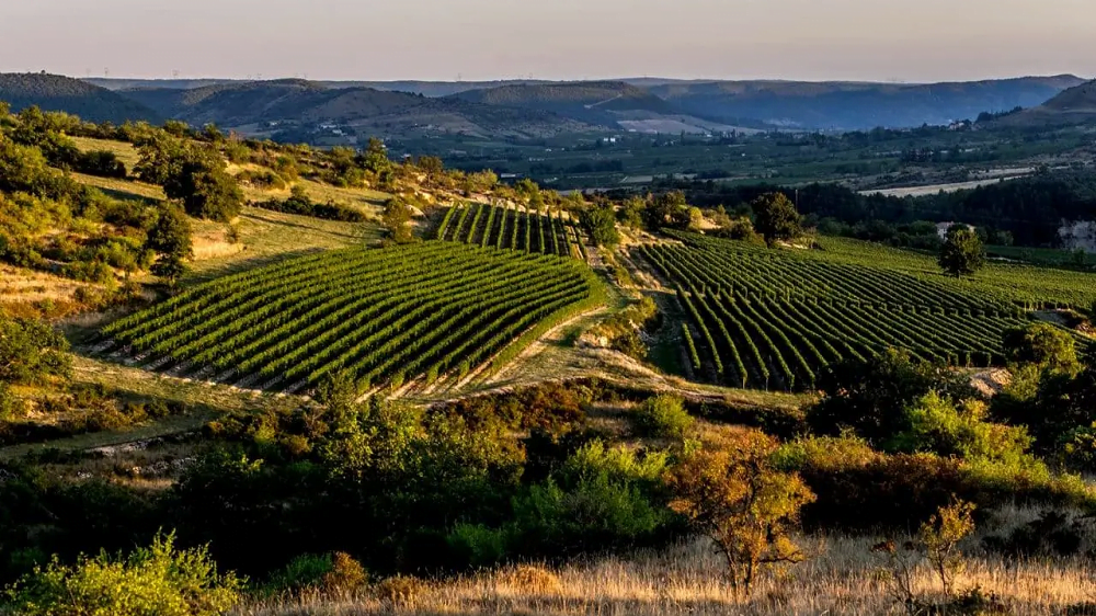 vins en ardèche vins en ardèche
