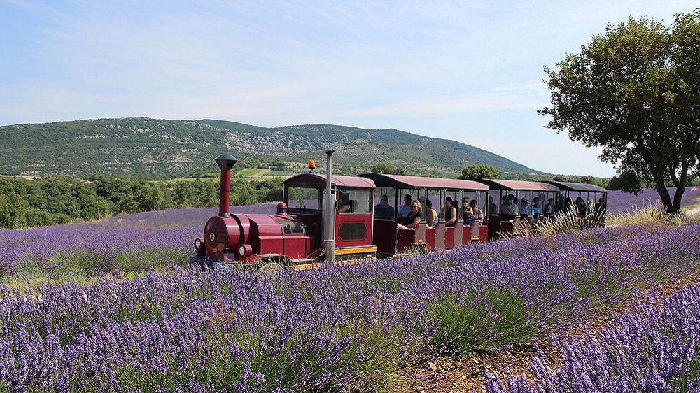 maison de la lavande maison de la lavande