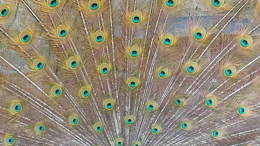 parc animalier des gorges de l’ardèche parc animalier des gorges de l’ardèche