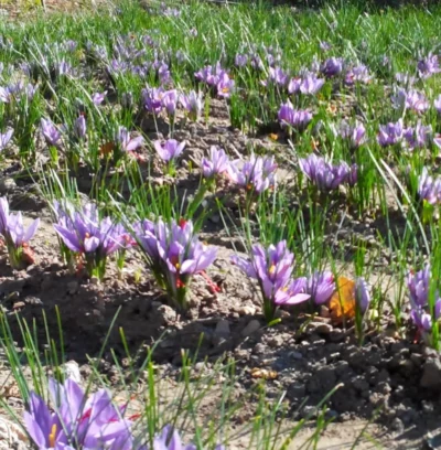 Vente de safran 3 safraniere